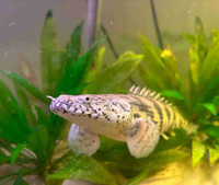 endlicheri bichir