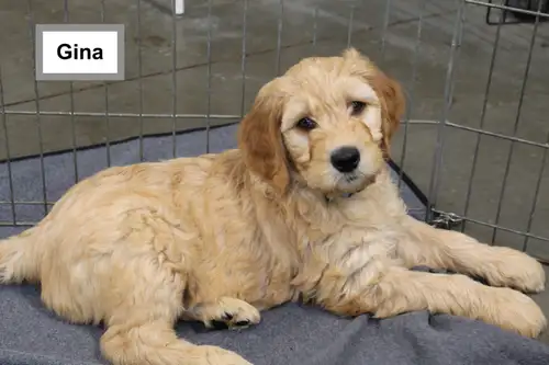 Tina had 11 healthy, vigorous puppies — 4 females available. This beautiful pairing between Tina (Mu...