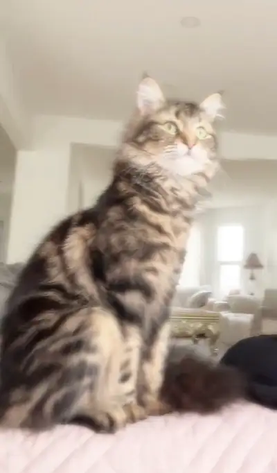 1 year old female Siberian, View more