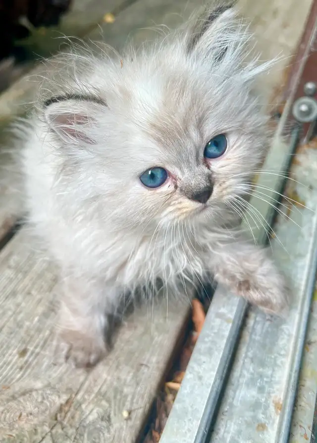 ✨LOVECATS TICA reg. Cattery