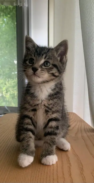 4 Kittens for Sale, View more