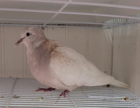 Ringneck dove breeding pair