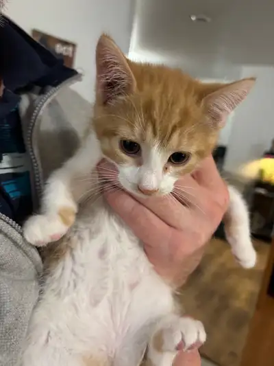 petit chaton , View more