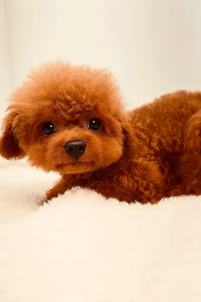 Purebred TINY / Toy Poodle Puppies, Hypoallergenic,non-shedding., View more
