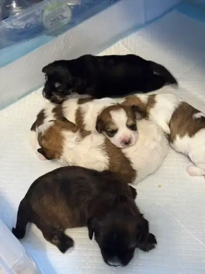 Adorable Bichon × Yorkie Puppies Looking for Loving Homes, View more