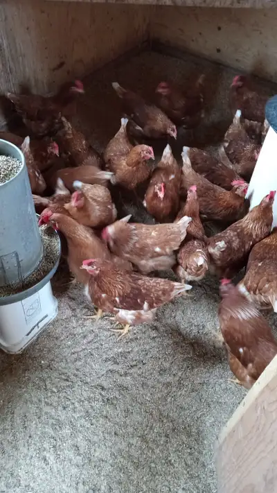 Hello. I have Red Sex-link hens available. They are around 20 weeks, just starting to lay. Asking $2...