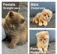 Scottish fold/straight ear kittens 