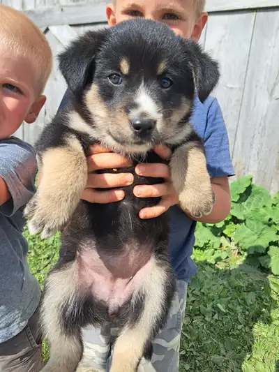 We have six adorable border collie cross lab puppies available for new homes. They are very friendly...