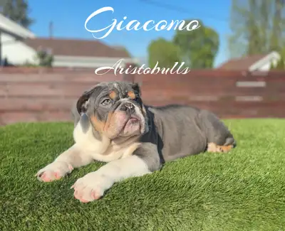 ❤️Ready for adoption ❤️ 1 male & 1 females available If you’re looking for a top quality pure bred e...