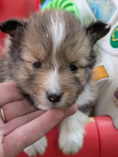 Wonderful opportunity for a well bred CKC Reg, fully tested parents sheltie puppies available. We ow...