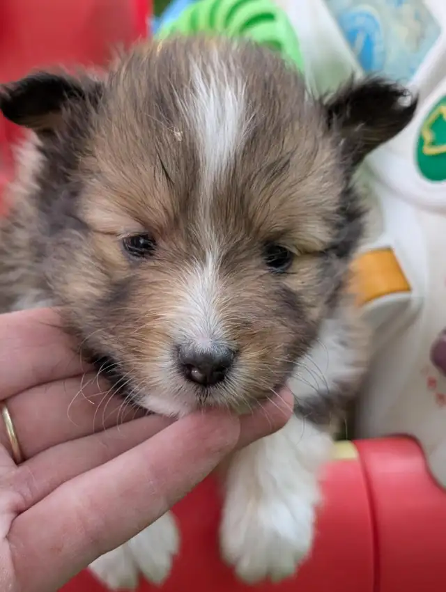 Sheltie puppies in Dogs & Puppies for Rehoming in Winnipeg - Image 2
