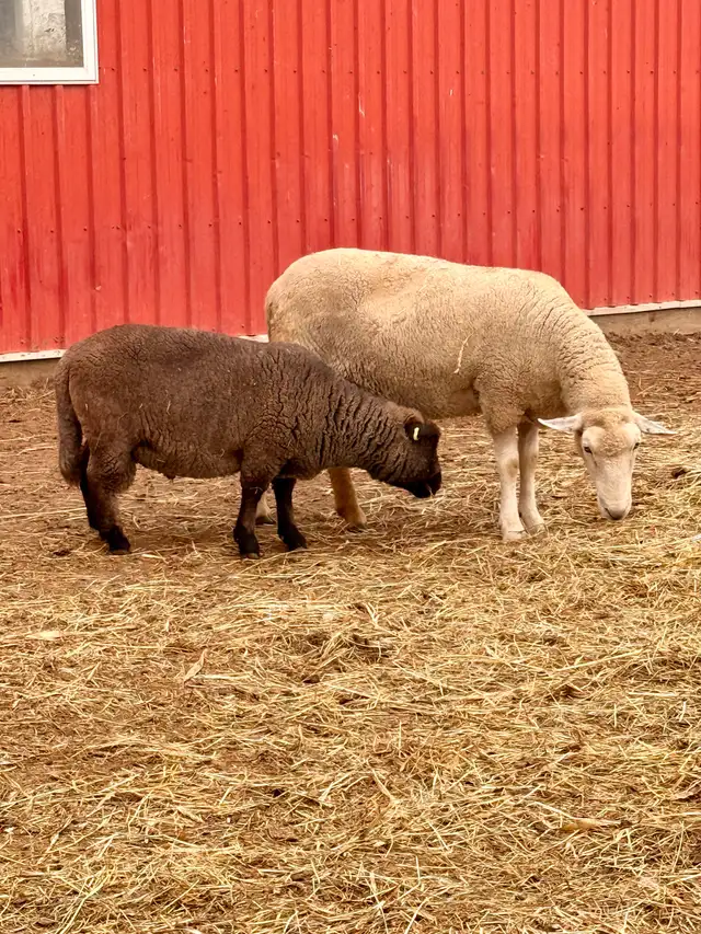 Handraised babydoll breeding trio (+Optional commercial) | Livestock ...