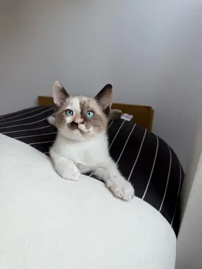 chaton à vendre, View more