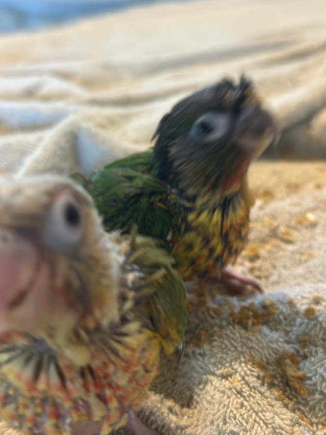 pineapple and yellow sided baby conure in Birds for Rehoming in Brantford - Image 2