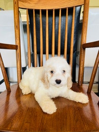 BEAUTIFUL COCKAPOO PUPPY  1 MALE LEFT READY NOW