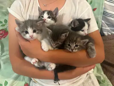 De jolis Petits chatons, View more