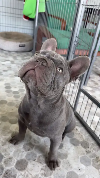 Meet Joe, our stunning 7-month-old CKC-registered lilac male French Bulldog looking for his perfect...