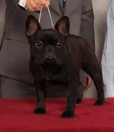 Champion French Bulldog Seeking Forever Home, View more