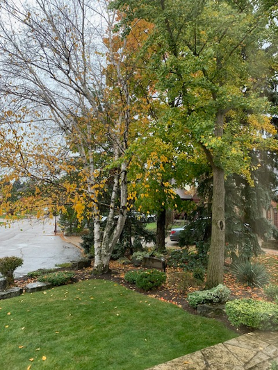 FALL LEAVES CLEANUP, View more