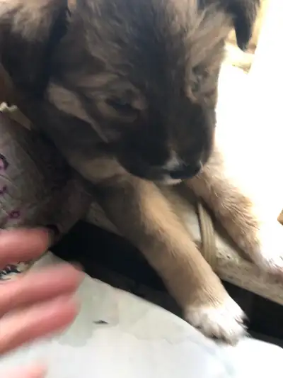 puppies husky 6 weeks two of them , View more