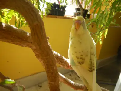 ADORABLE BABY BUDGIES FOR SALE FOR 35$ EACH ; 6 week old , finger tamed , ready for adoption ; locat...