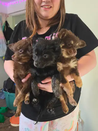 Pomchi puppies!!, View more
