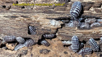 Isopods and Springtails 