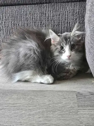 maincoon, View more