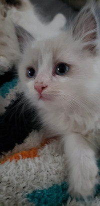 Extremely Cuddly Ragdoll Kitten