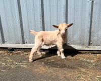 Mini/ Nigerian dwarf goats