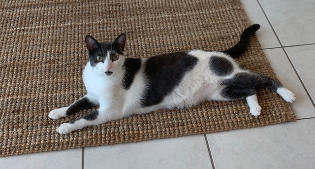 Rehoming Our Cat – Meet Millie  in Cats & Kittens for Rehoming in City of Toronto - Image 4