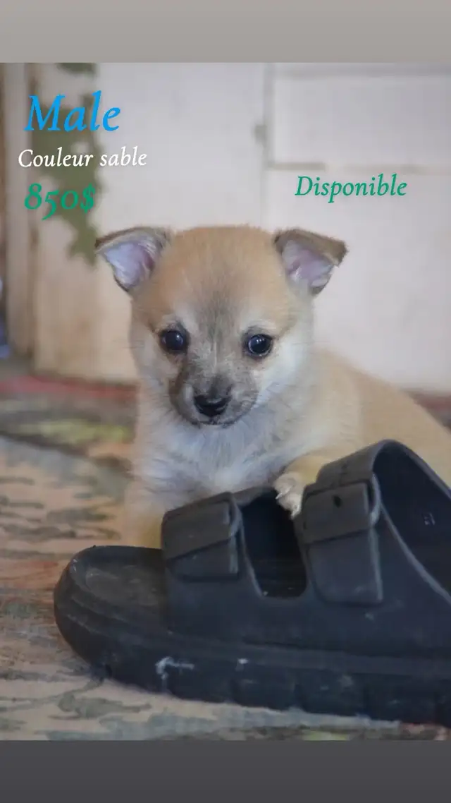 chiot pomsky | Dogs & Puppies for Rehoming | Laurentides | Free local ...
