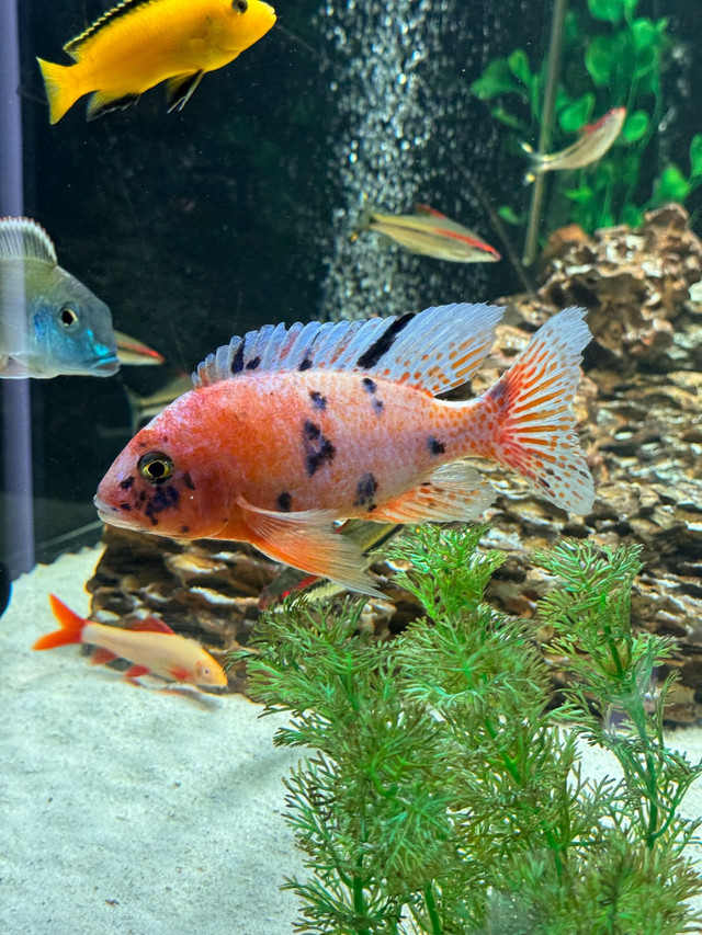 Pink OB Peacock in Fish for Rehoming in London