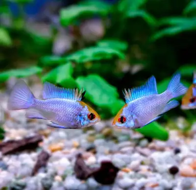 electric blue Rams , View more