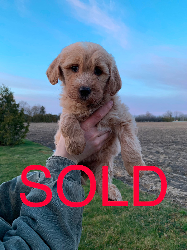 ALL SOLD!golden doodle puppies in Dogs & Puppies for Rehoming in Sarnia - Image 2