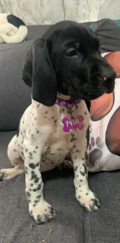 German Short Hair Pointers, View more