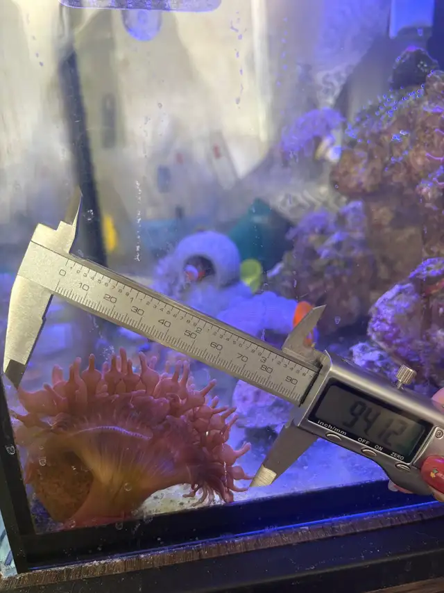 Red rose rainbow bubbletip anemone coral reef healthy in Fish for Rehoming in Markham / York Region - Image 4