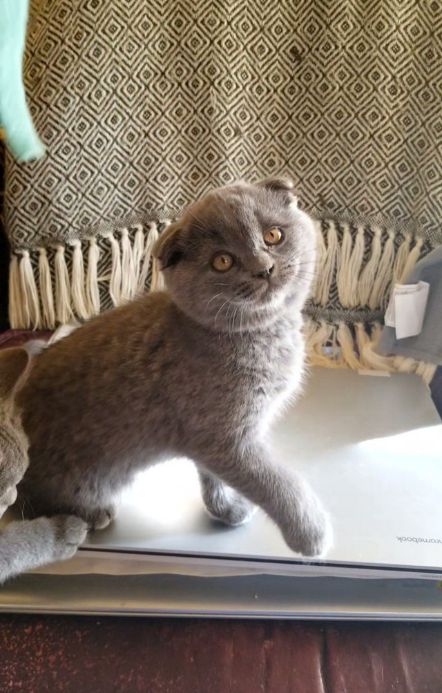 Purebred Scottish Fold and Straight Shorthair kittens. in Cats & Kittens for Rehoming in Ottawa - Image 2