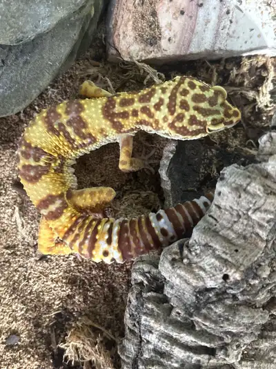 Leopard gecko , View more