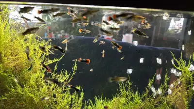 guppies and Java moss, View more