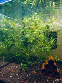 Aquarium plants --- guppy grass