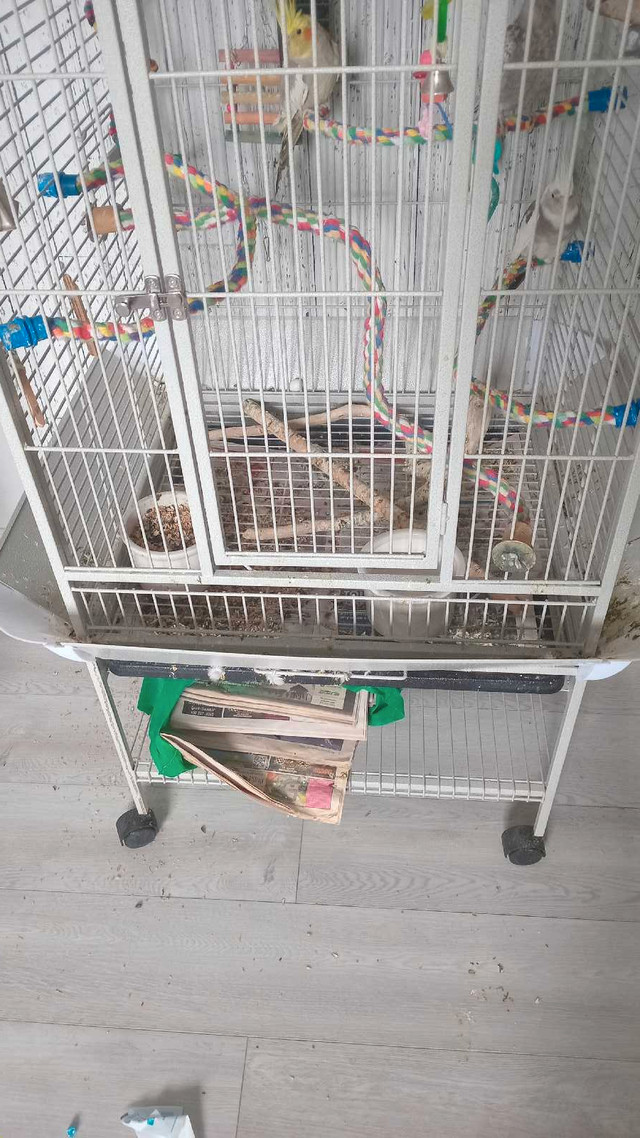 Grande cage avec 3 cockatiels  dans Oiseaux à adopter  à Laurentides - Image 2