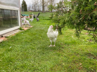 Purebred Ameraucuna roosters from show quality lines