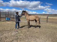 10 month old 1/2 Tarpan 1/4 Thoroughbred 1/4 Clydesdale filly