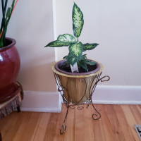 Vintage Antique Tripod  Faux Brass Plant Stand with Acrylic Plan