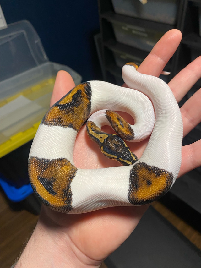 Pied Ball Python in Reptiles & Amphibians for Rehoming in Leamington - Image 4