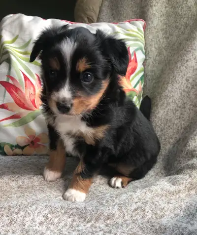 Miniature Australian Shepherd Pup, View more
