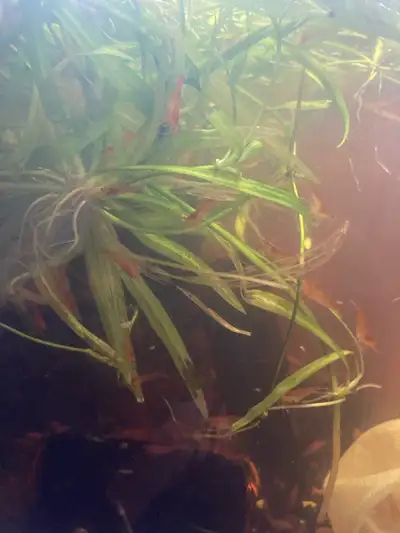 orange shrimp in Amherst, View more