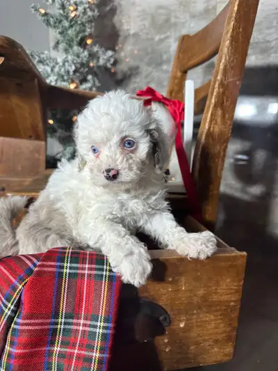 MINIATURE DISPONIBLE || MINIATURE POODLE AVAILABLE, View more