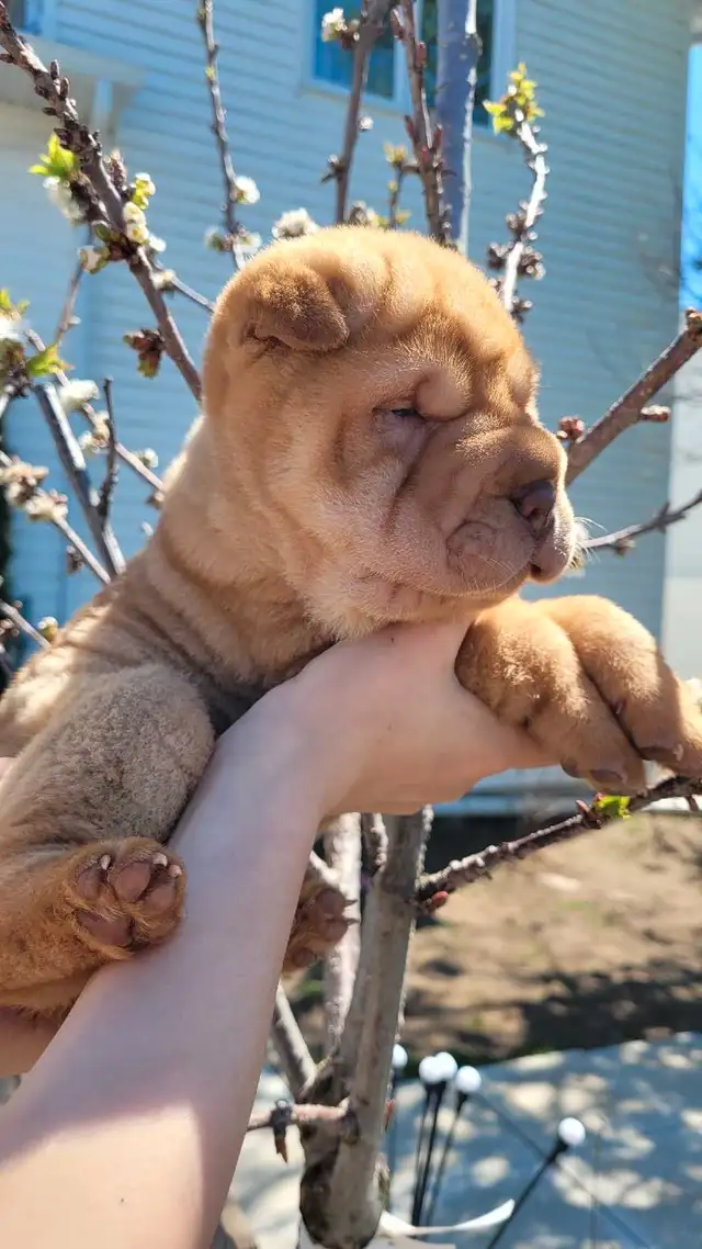 Ancient Shar Pei Puppies in Dogs & Puppies for Rehoming in Gatineau - Image 7
